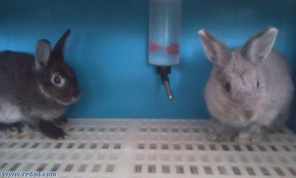 Netherland Dwarf Rabbits (Mixed pair) Fast Deal - Singapore Pets Classifieds | Sg Pets