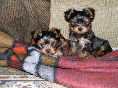 TEACUP YORKIE PUPPIES TEXT US ((201) 338-7436) - Singapore Pets Listings | Sg Pets