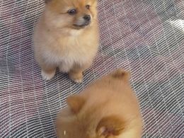 Pomeranian Puppies For Sale - Singapore Pets Classifieds | Sg Pets