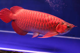 Super red arowana fish and may other for sale!!!!! - Singapore Pets Listings | Sg Pets