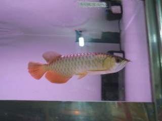  Quality Super Red Arowana and the 24K gold Arowanas available - Singapore Pets Listings | Sg Pets