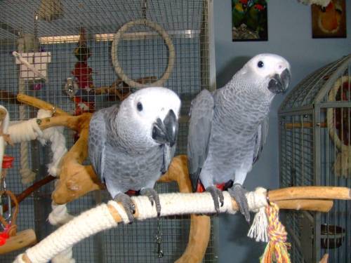 African grey parrots for adoption - Singapore Pets Classifieds | Sg Pets