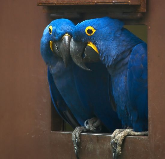 Proven Bonded Pairs of Hyacinth Macaws for Sale - Singapore Pets Classifieds | Sg Pets