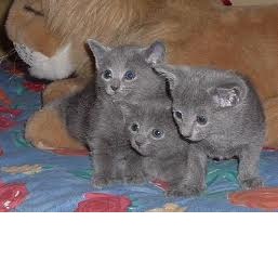 RUSSIAN BLUE KITTENS-REGISTERED BREEDER - Singapore Pets Classifieds | Sg Pets