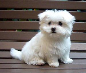 beautiful AKC registered teacup Maltese puppies for adoption - Singapore Pets Listings | Sg Pets