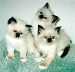 Male and Female Birman Kittens - Singapore Pets Listings | Sg Pets