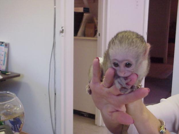 Two well trained baby capuchin monkeys for adoption - Singapore Pets Listings | Sg Pets