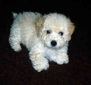 Beautiful Toy Poodle Puppies - Singapore Pets Listings | Sg Pets