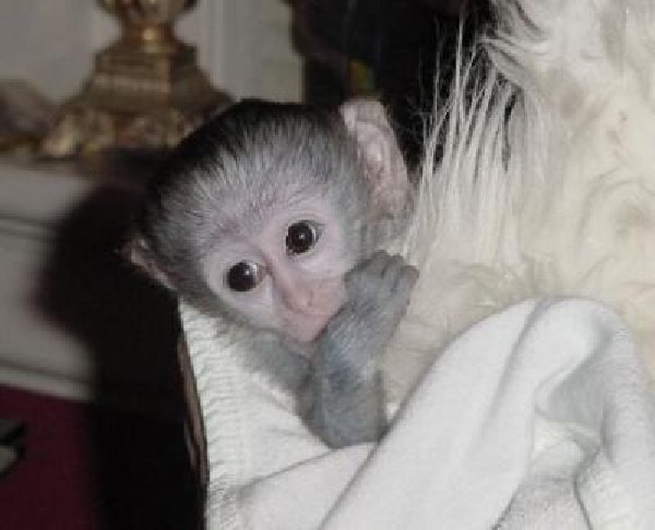  Very healthy male and female baby Capuchin monkeys for X-mas  - Singapore Pets Listings | Sg Pets